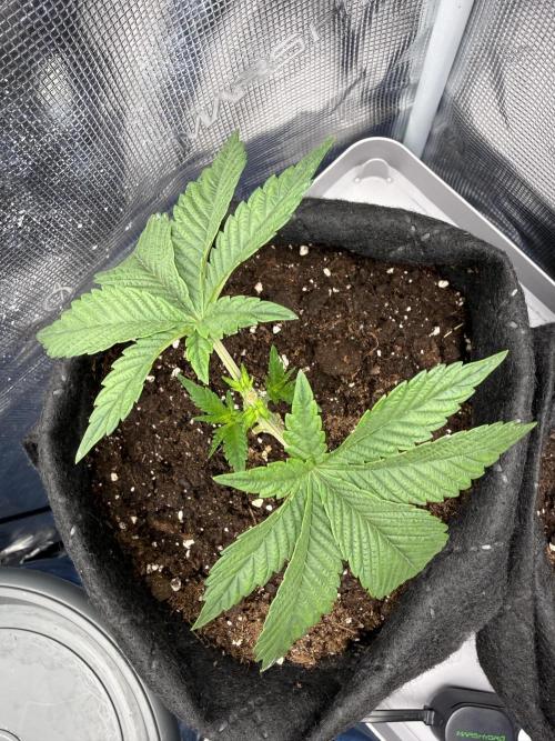 Lemon Cherry Gelato. Week 4