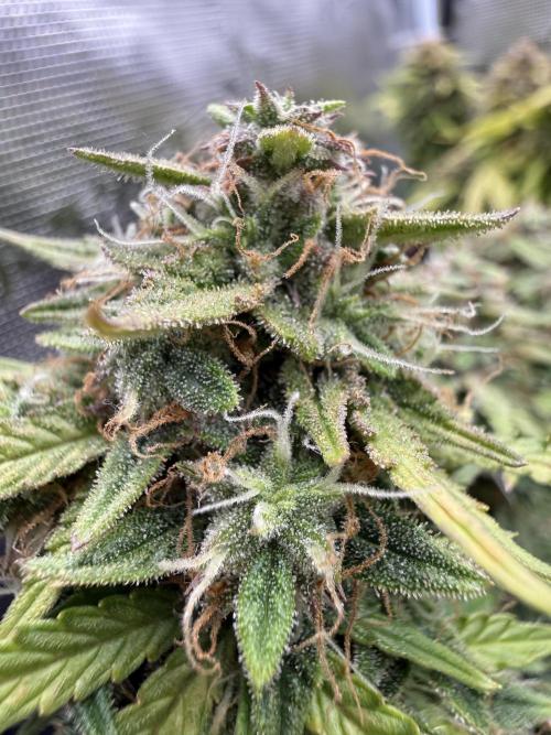 La semilla de mi hijo.My sons choice. Week 9 - 58