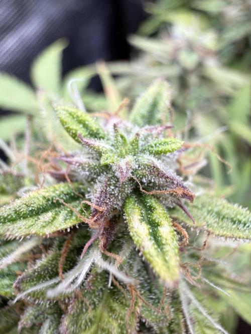La semilla de mi hijo.My sons choice. Week 9 - 58