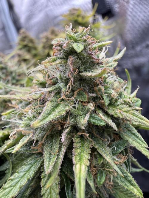 La semilla de mi hijo.My sons choice. Week 9 - 58