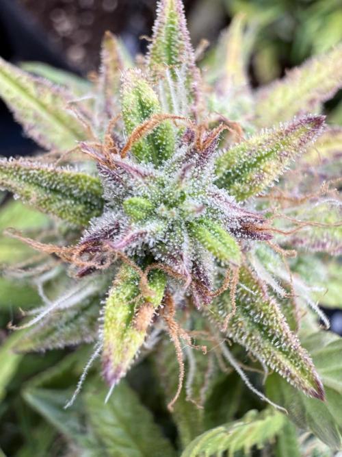 La semilla de mi hijo.My sons choice. Week 9 - 58