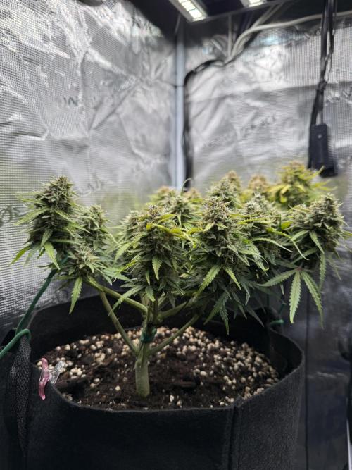 La semilla de mi hijo.My sons choice. Week 9 - 58