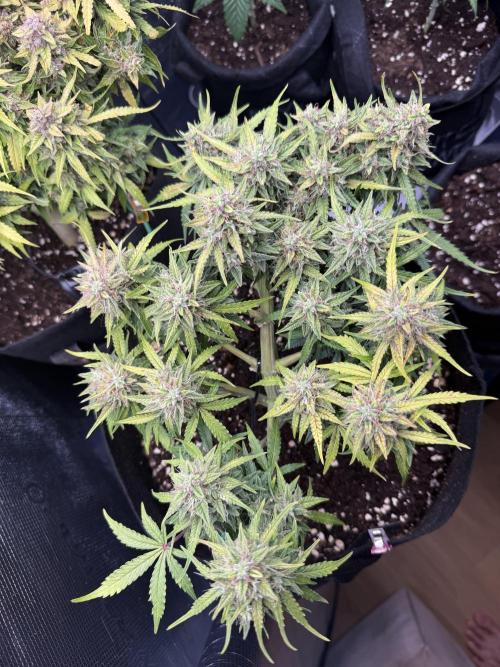La semilla de mi hijo.My sons choice. Week 9 - 58