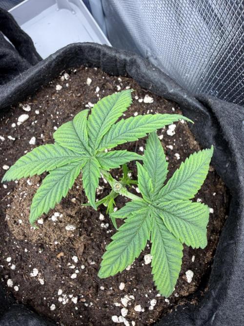 White Russian Runtz). Week 4 - 22 day