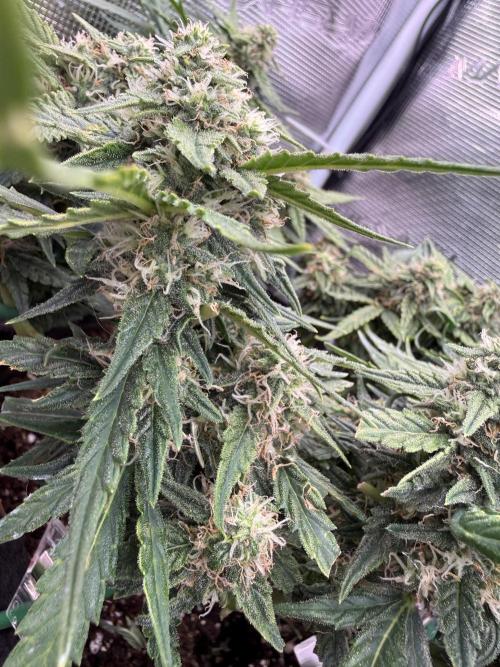 First plant-amazing & 2remember 4ever. Week 7