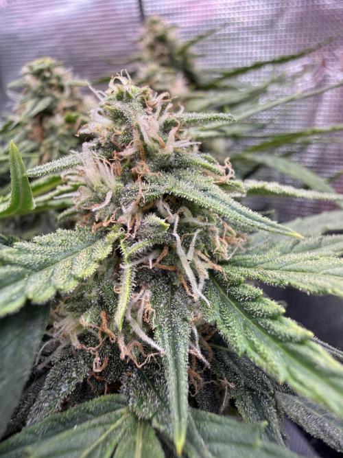 First plant-amazing & 2remember 4ever. Week 7