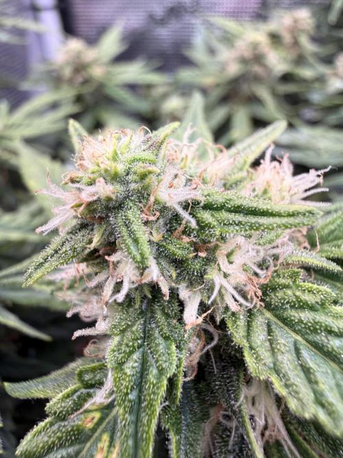 First plant-amazing & 2remember 4ever. Week 7