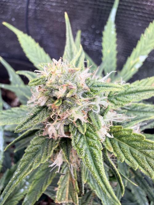 First plant-amazing & 2remember 4ever. Week 7