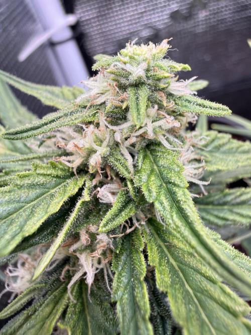 First plant-amazing & 2remember 4ever. Week 7