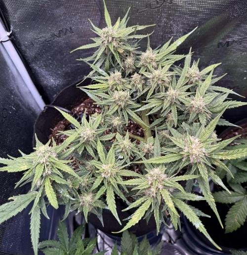 First plant-amazing & 2remember 4ever. Week 7