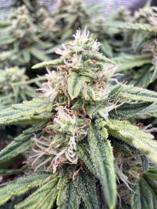 First plant-amazing & 2remember 4ever. Week 7