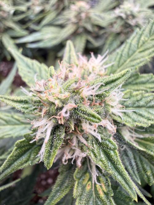 First plant-amazing & 2remember 4ever. Week 7