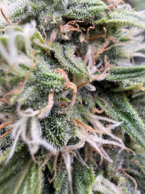 First plant-amazing & 2remember 4ever. Week 7