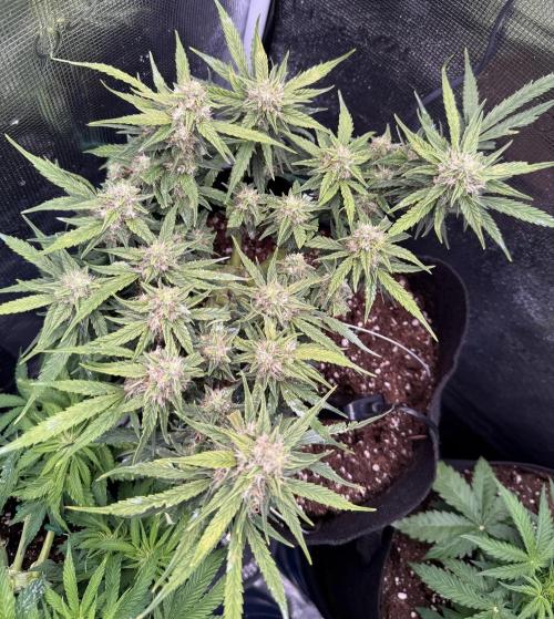 First plant-amazing & 2remember 4ever. Week 7
