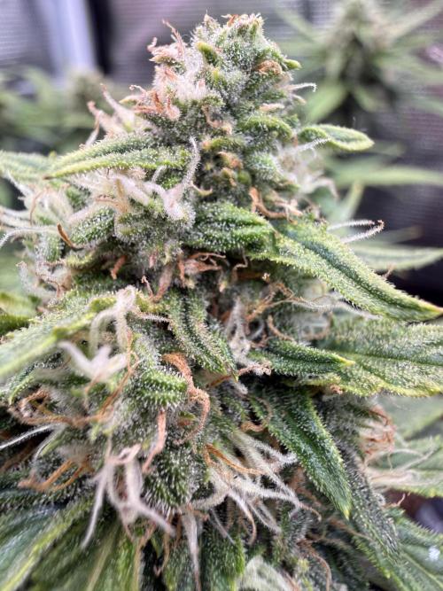 First plant-amazing & 2remember 4ever. Week 7