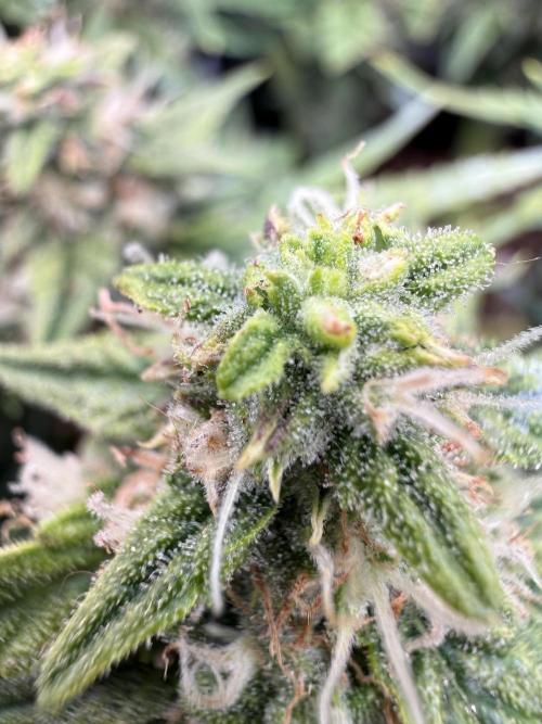First plant-amazing & 2remember 4ever. Week 7