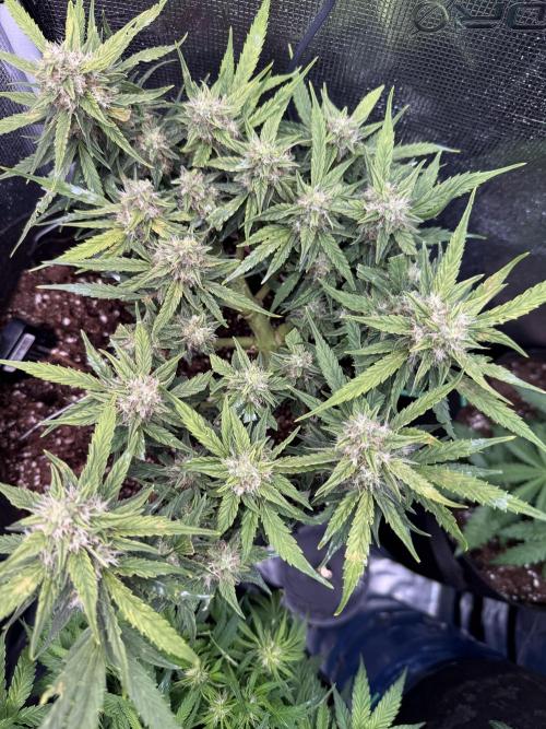 First plant-amazing & 2remember 4ever. Week 7