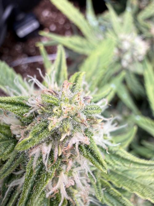 First plant-amazing & 2remember 4ever. Week 8