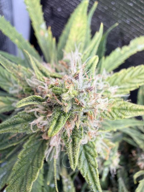 First plant-amazing & 2remember 4ever. Week 8