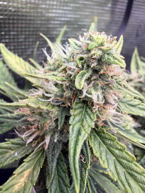 First plant-amazing & 2remember 4ever. Week 8