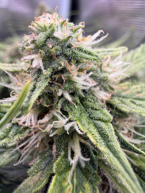 First plant-amazing & 2remember 4ever. Week 8
