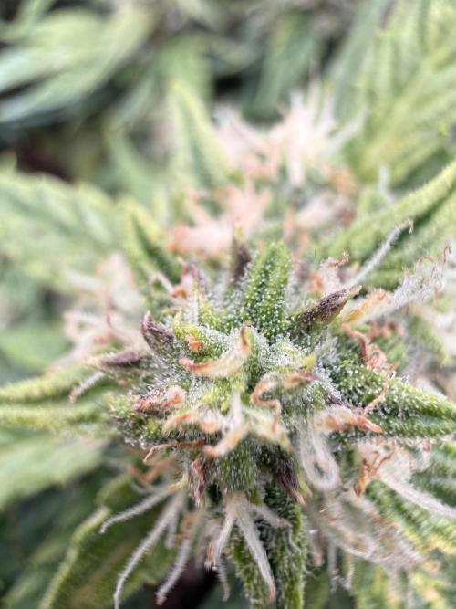First plant-amazing & 2remember 4ever. Week 8