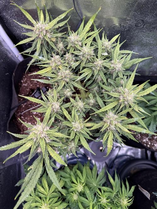 First plant-amazing & 2remember 4ever. Week 8