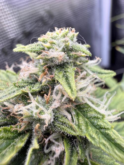 First plant-amazing & 2remember 4ever. Week 8