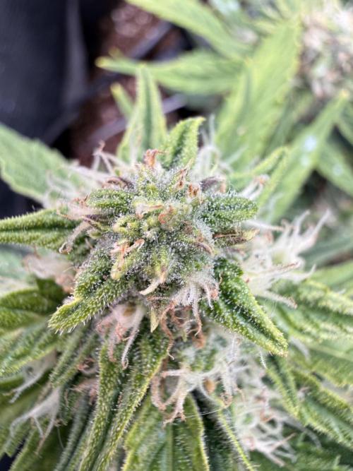 First plant-amazing & 2remember 4ever. Week 8
