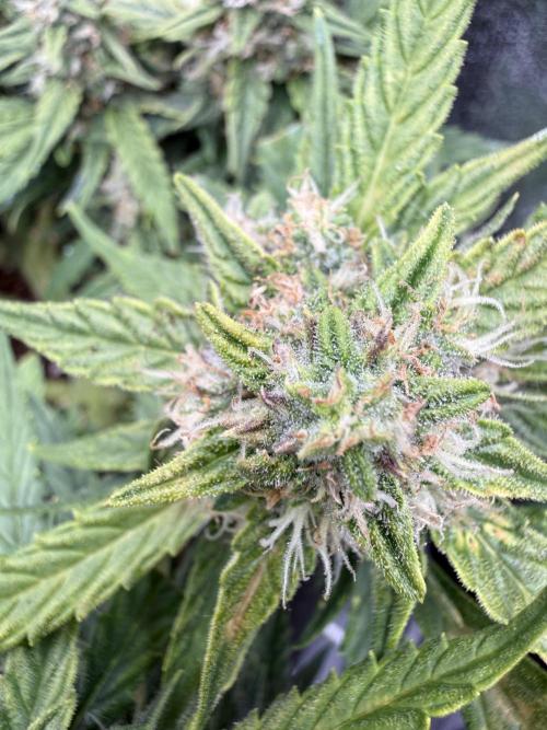 First plant-amazing & 2remember 4ever. Week 8
