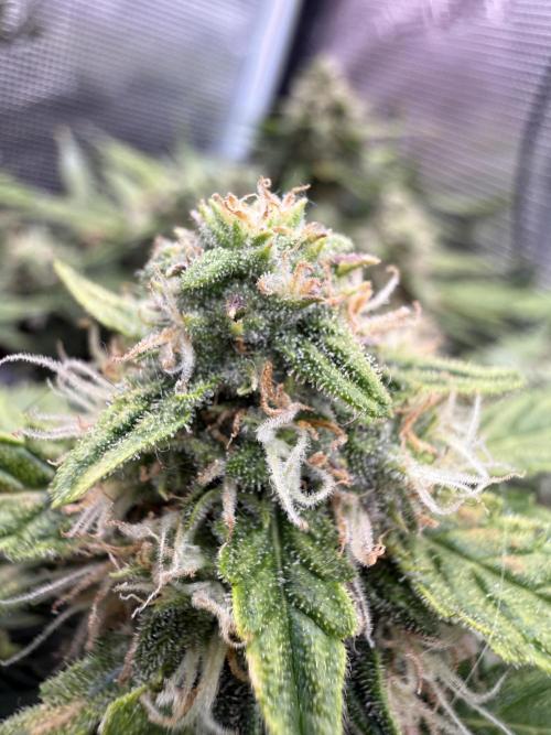 First plant-amazing & 2remember 4ever. Week 8