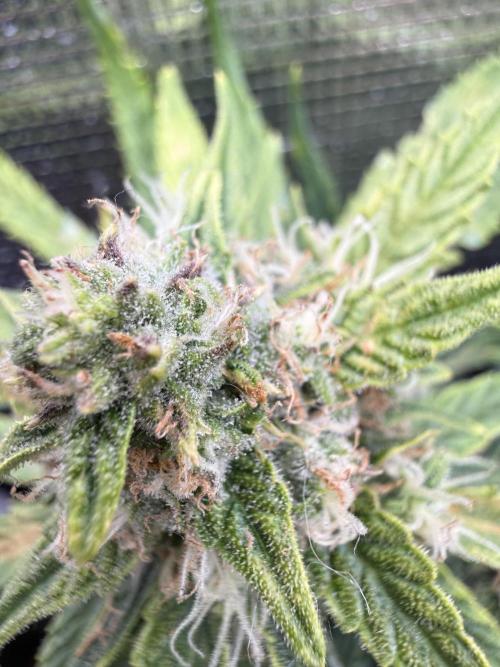 First plant-amazing & 2remember 4ever. Week 8