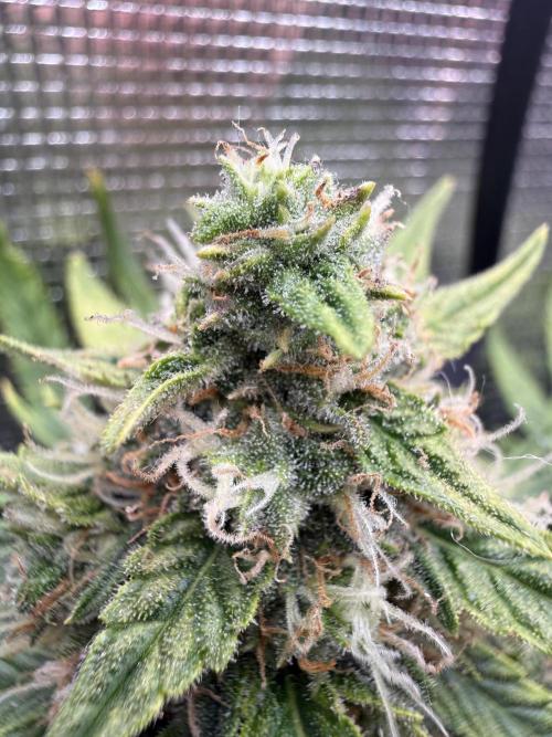 First plant-amazing & 2remember 4ever. Week 8