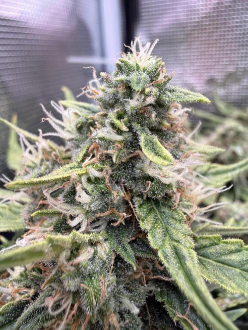 First plant-amazing & 2remember 4ever. Week 8