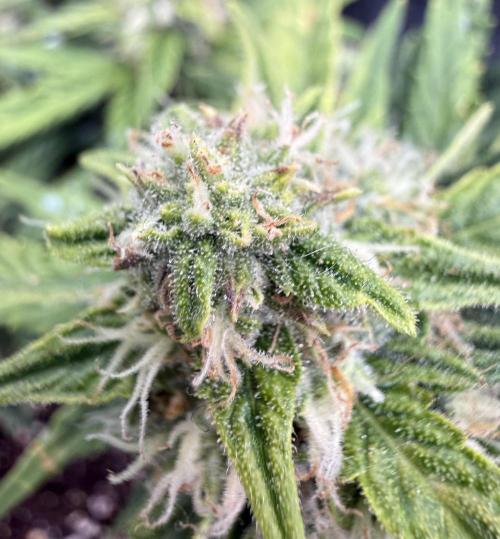 First plant-amazing & 2remember 4ever. Week 8
