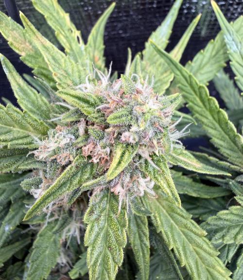 First plant-amazing & 2remember 4ever. Week 8