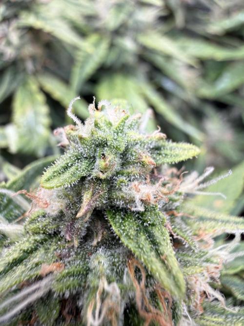 First plant-amazing & 2remember 4ever. Week 8