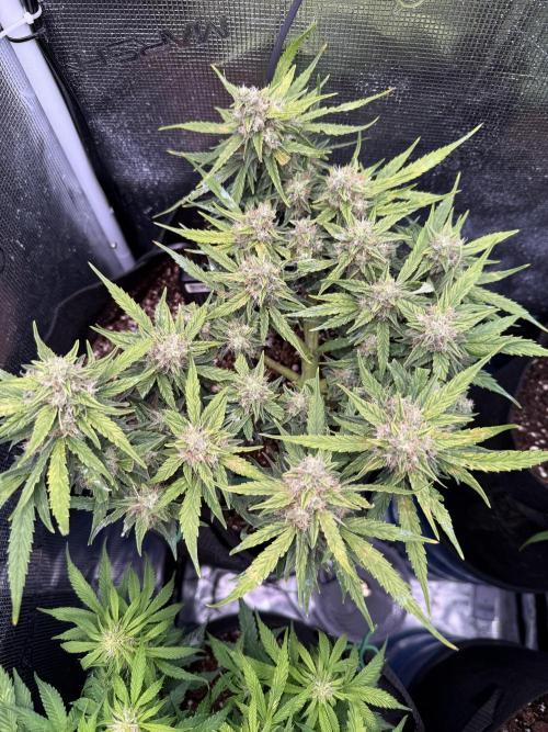First plant-amazing & 2remember 4ever. Week 8