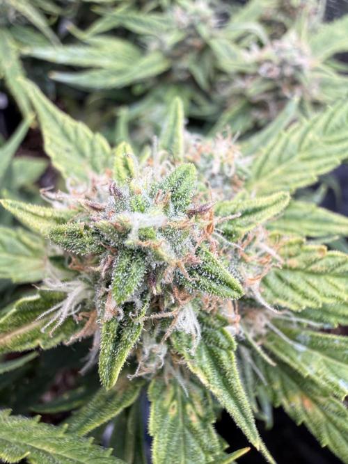 First plant-amazing & 2remember 4ever. Week 8