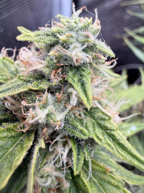 First plant-amazing & 2remember 4ever. Week 8