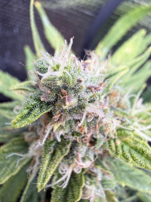 First plant-amazing & 2remember 4ever. Week 8