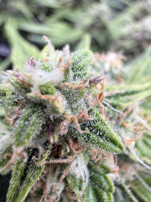 First plant-amazing & 2remember 4ever. Week 8