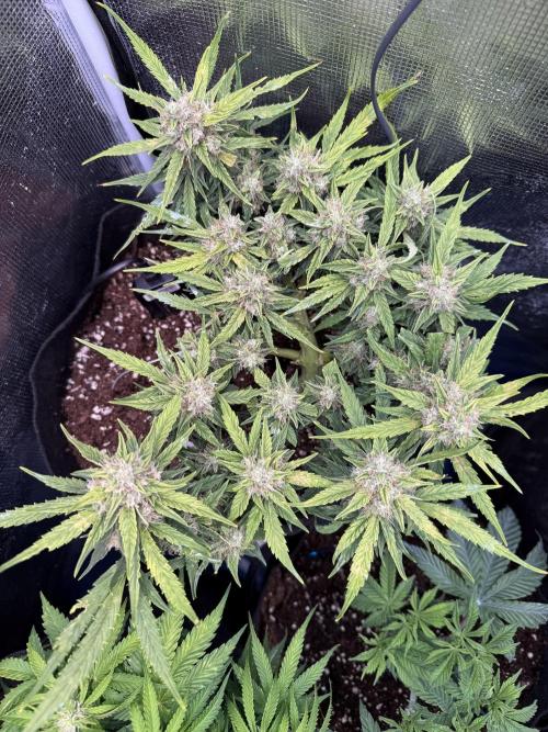 First plant-amazing & 2remember 4ever. Week 8