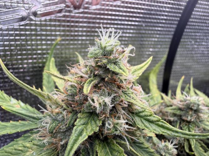First plant-amazing & 2remember 4ever. Week 9