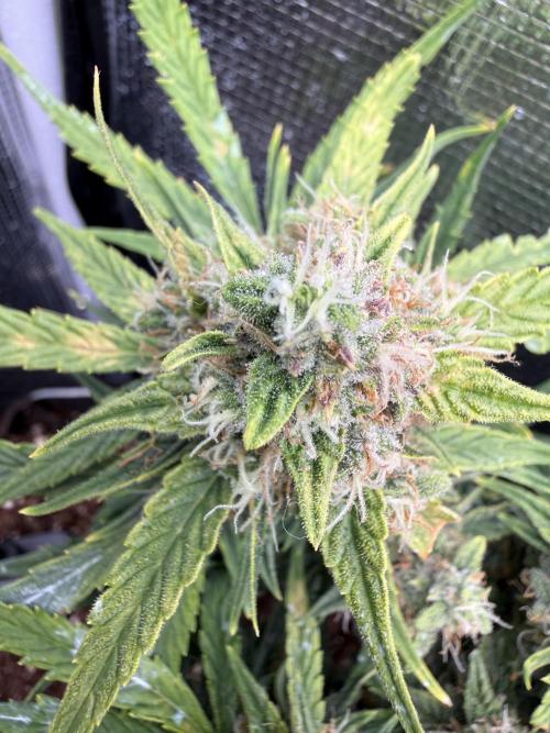 First plant-amazing & 2remember 4ever. Week 9