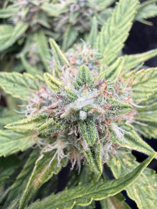 First plant-amazing & 2remember 4ever. Week 9