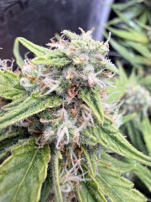 First plant-amazing & 2remember 4ever. Week 9