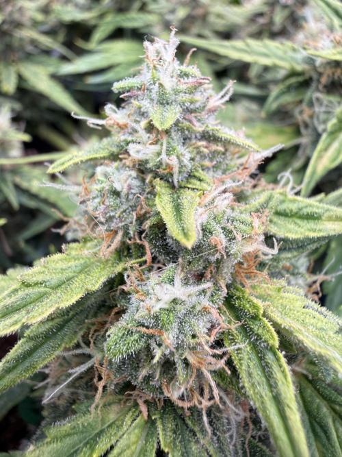 First plant-amazing & 2remember 4ever. Week 9