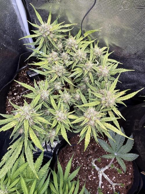 First plant-amazing & 2remember 4ever. Week 9