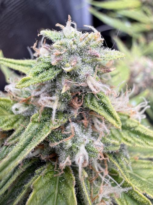 First plant-amazing & 2remember 4ever. Week 9
